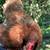 Chickens 5 thumbnail