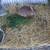 Tennessee Redback Rabbit Pair 2 thumbnail