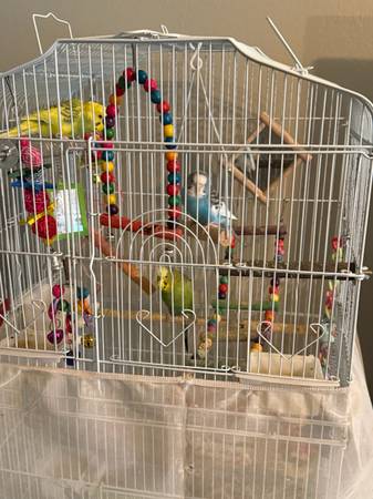 3 parakeets 1