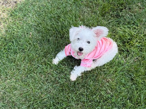 Missing white puppy 1