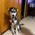 Female husky 2 thumbnail