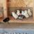 Mini Chickens - 3 Bantam Chicks 1 thumbnail
