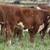 Hereford Replacement Heifers 12 thumbnail
