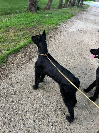 Two Giant schnauzer dogs for adoption606216205013493761