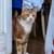 Lost cat 3 thumbnail