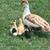 Ducklings 3 thumbnail