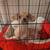 Chiweenie 4 thumbnail