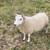 Cheviot Ewes 2 thumbnail