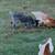 Blue Heeler 2 thumbnail