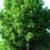 Need WINDBREAK or PRIVACY Trees? Say Goodbye to Neighbors! 6 PLUS foot 5 thumbnail