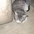 Kittens 8 thumbnail