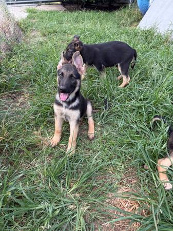 German shepherd 1