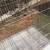 Used Bird Cages 3 thumbnail