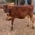 A2/a2 jersey heifers 9 thumbnail