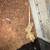 Crested Gecko 3 thumbnail