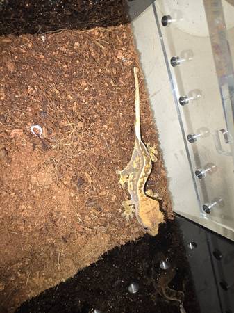 Crested Gecko (Kennewick)597923646082263042
