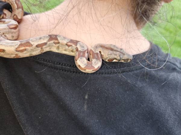 Red Tail Boa with complete setup551361372803584008