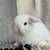 Holland Lop Bunny Rabbit 3 thumbnail