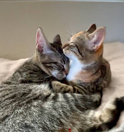 Gatito macho rescatado, castrado y vacunado: podemos entregar (berkeley norte / colinas)63836592237571122