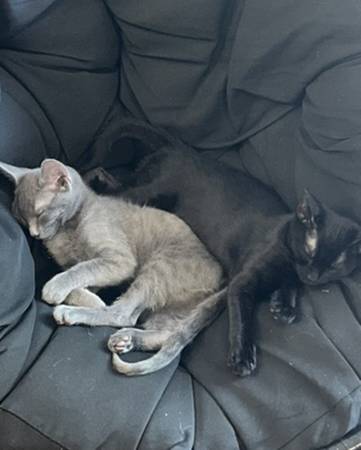 Pareja vinculada, gatas hembras de 1.5 años. (alameda)63861571556353121