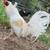 Gamefowl 5 thumbnail