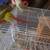 Conures 10 thumbnail