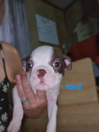 Cachorros de Boston (Norman)63658636966657122
