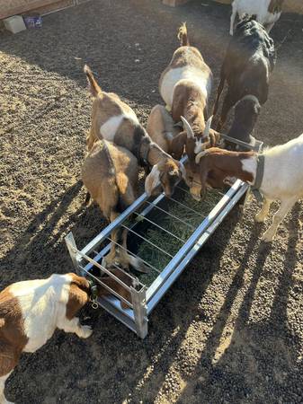 Small goats feeder - $100 (Hemet)63471082357377122