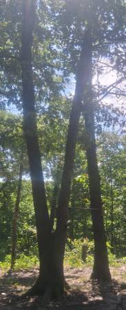 Trees/ wood for cheap 1