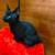 Stinkin cute kittens 5 thumbnail