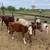 Beef calves 1 thumbnail