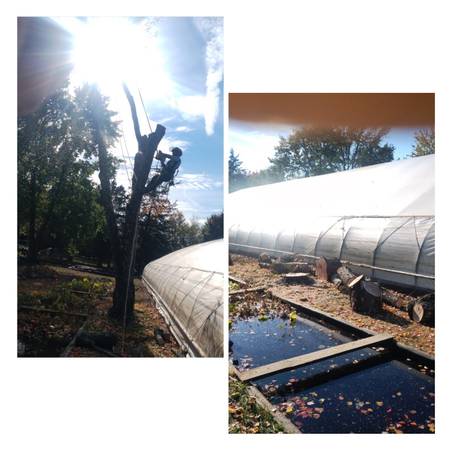 DO YOU NEED SOME TREES DROPPED, CUT UP, & AFFORDABLE CONTACT US NOW 1