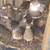 Button quail and coturnix quail 3 thumbnail