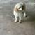Cavapoo three year old 2 thumbnail