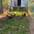 Chickens 1 thumbnail