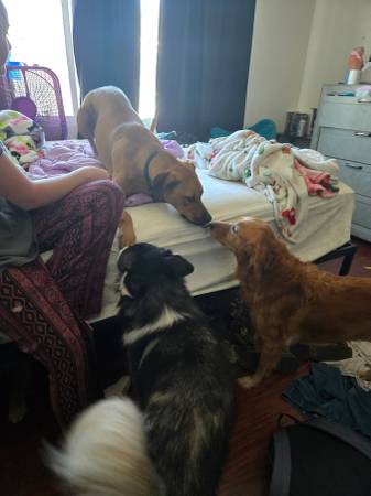 Ridgeback (Springvalley)63955993220867123