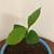 Indoor Lemon Seedling/柠檬幼苗 For Sale 5 thumbnail