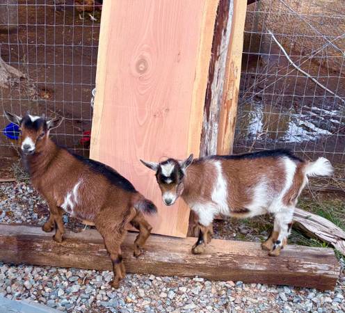 4 mo old Nigerian Dwarf twins 1
