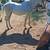 Andalusian Reg 3 thumbnail