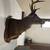 Mounted 8-point deer head 2 thumbnail