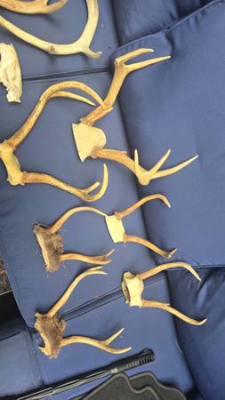 Assorted antlers 1