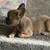 French bull dog toy 2 months male 7 thumbnail
