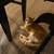 Bonded cats pair 10 thumbnail