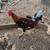 Game Chickens 1 thumbnail