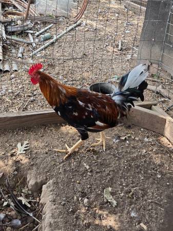Game Chickens 1