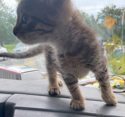 Brown & black kittens 1