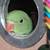 Indian ringneck babies 3 thumbnail