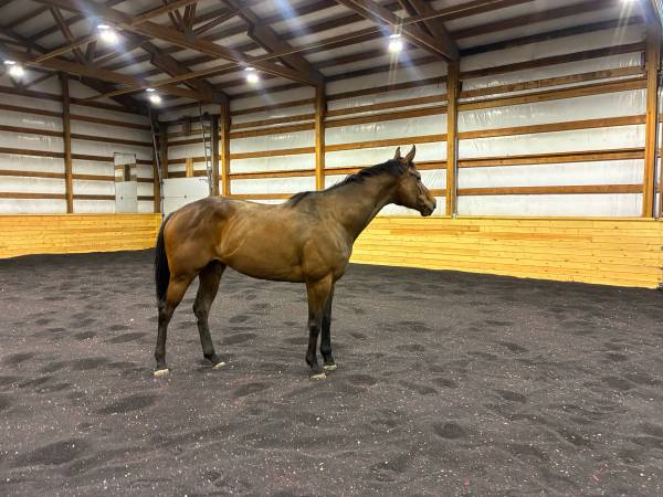 6yr thoroughbred mare (updated) 1
