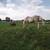 Horse Boarding Stall Available 2 thumbnail