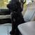 Labradoodles 5 thumbnail